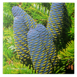 Azulejo Big Blue Coreano Fir Cones