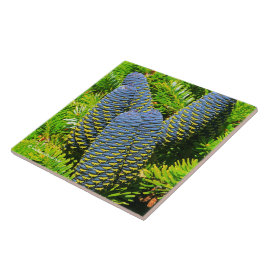 Azulejo Big Blue Coreano Fir Cones