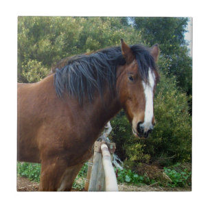 Azulejo Big Brown Clydesdale Horse
