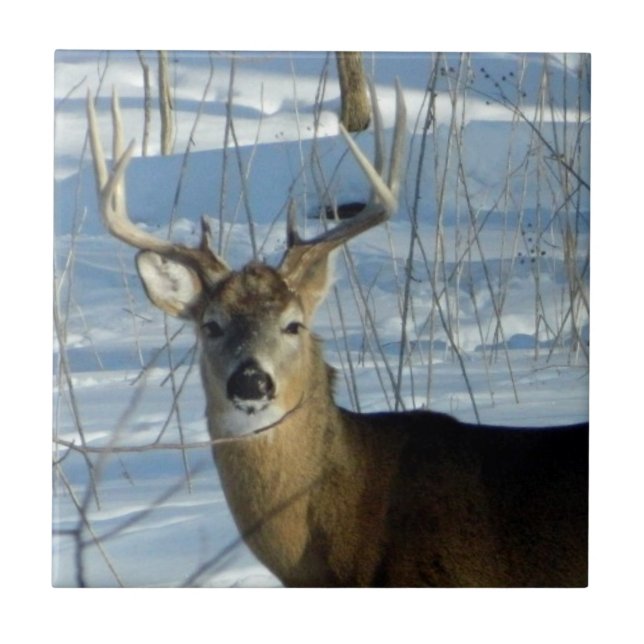 Azulejo Big Buck Winter (Frente)