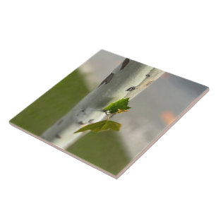 Azulejo Birch al borde de la carretera