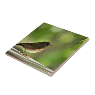 Azulejo Bird in green leaves background