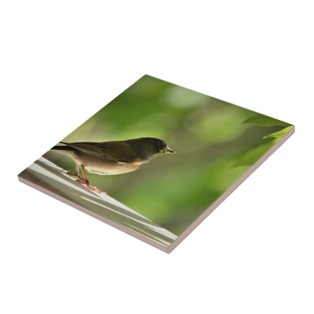 Azulejo Bird in green leaves background (Lado)