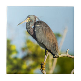 Azulejo Bird Perfect Ceramic Tile Art