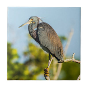 Azulejo Bird Perfect Ceramic Tile Art