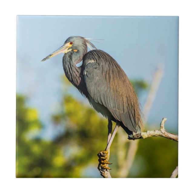 Azulejo Bird Perfect Ceramic Tile Art (Frente)