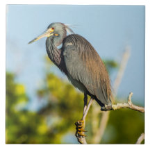 Bird Perfect Ceramic Tile Art