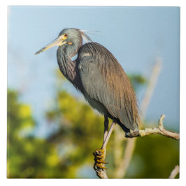 Azulejo Bird Perfect Ceramic Tile Art