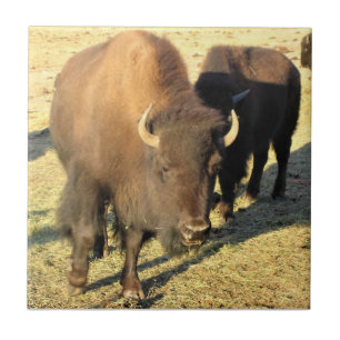 Azulejo Bison de Colorado
