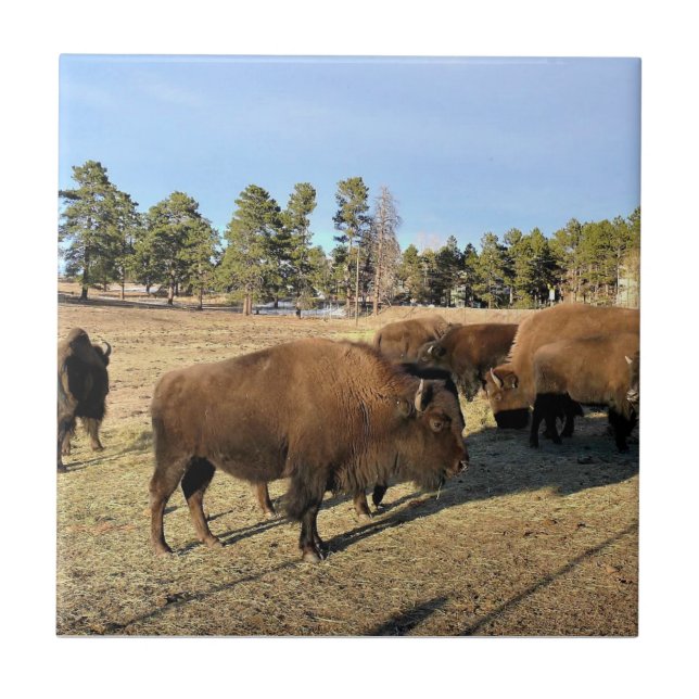 Azulejo Bison de Colorado (Frente)