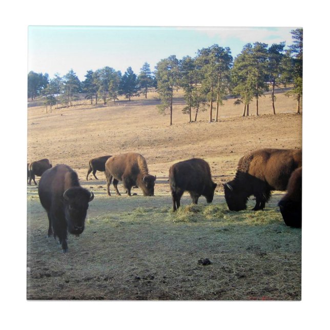 Azulejo Bison en Colorado (Frente)