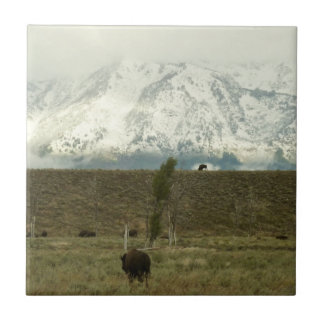 Azulejo Bison en la fotografía del parque nacional del Gra