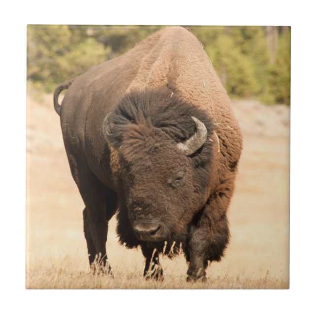Azulejo Bisonte (Frente)