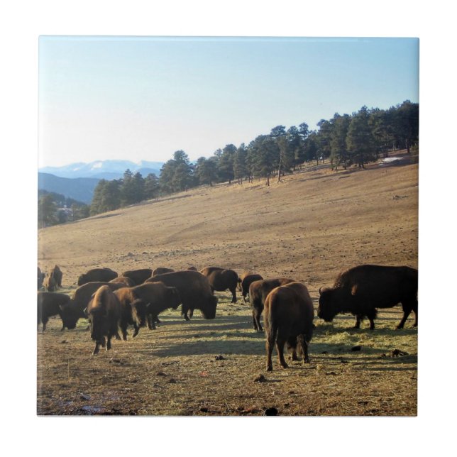 Azulejo Bisonte en Colorado (Frente)