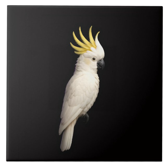 Azulejo Black 4 Luxe Tile with Sulphur Crested Cockatoo (Frente)