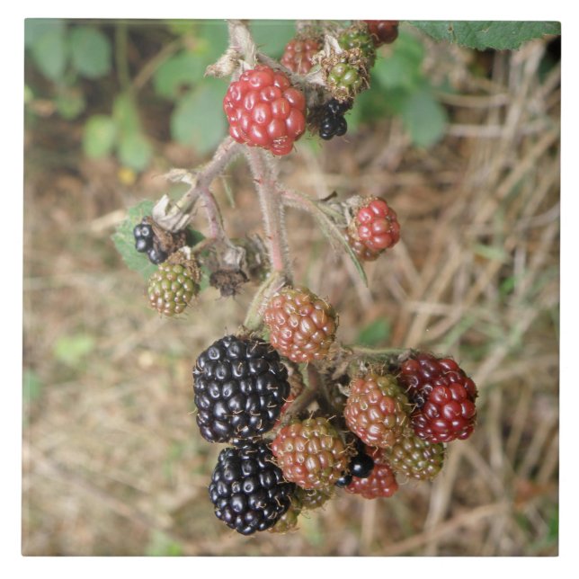 Azulejo Blackberry Bonanza Tile (Frente)