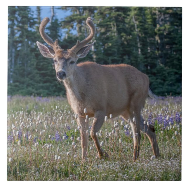 Azulejo Blacktail Deer Buck | Olympic National Park (Frente)