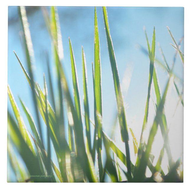 Azulejo Blades iluminados por el sol (Frente)