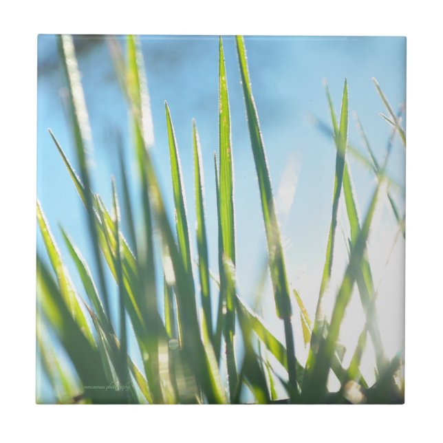 Azulejo Blades iluminados por el sol (Frente)