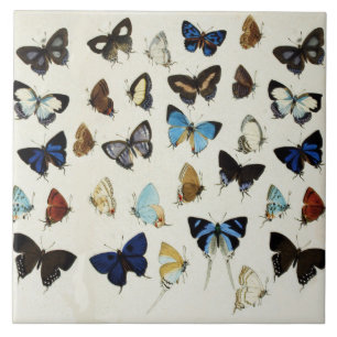 Azulejo BLANCO NEGRO BLANCO AZUL BUTTERFLIES Belleza Natur