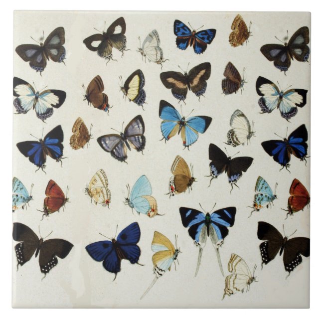 Azulejo BLANCO NEGRO BLANCO AZUL BUTTERFLIES Belleza Natur (Frente)