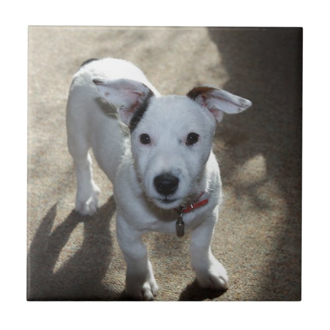 Azulejo Blanco Y Negro De Jack Russell Puppy (Frente)