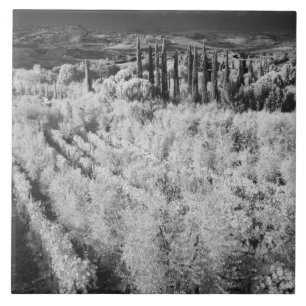 Azulejo Blanco y Negro de viñedos, Montepulciano, Italia