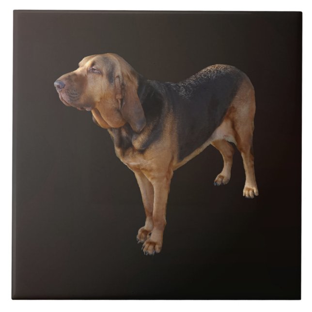 Azulejo Bloodhound (Frente)
