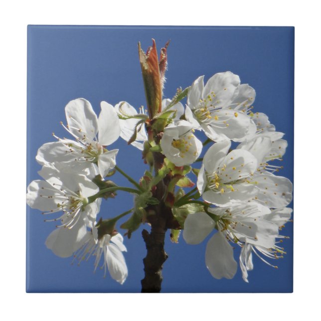 Azulejo Bloom de Primavera Blanca (Frente)