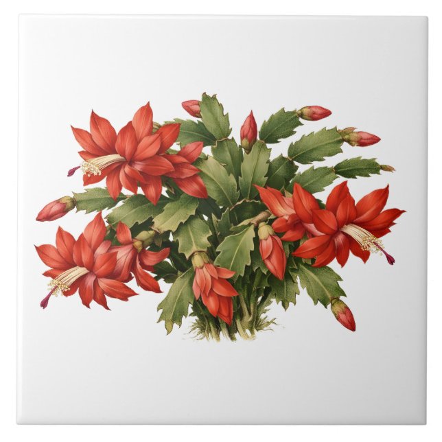 Azulejo Blooming Red Christmas Cactus Plant  (Frente)
