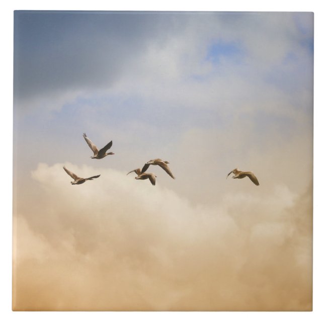 Azulejo Bloqueo de aves en vuelo (Frente)