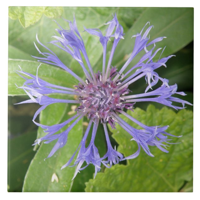 Azulejo Blue Cornflower Tile (Frente)