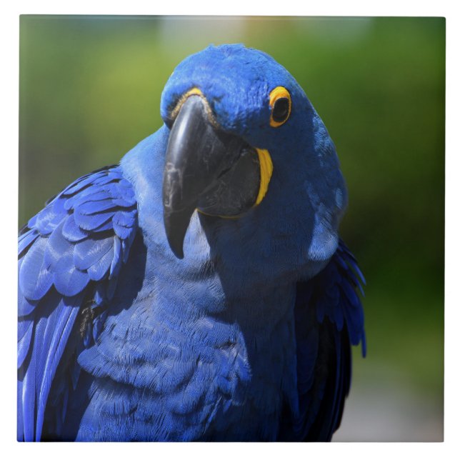 Azulejo Blue Hyacinth Macaw (Frente)
