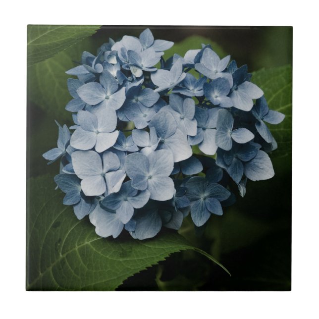 Azulejo Blue Hydrangea 8515 Tile (Frente)