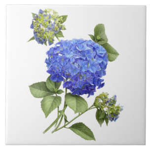 Azulejo Blue Hydrangea Flor Arte Botánico
