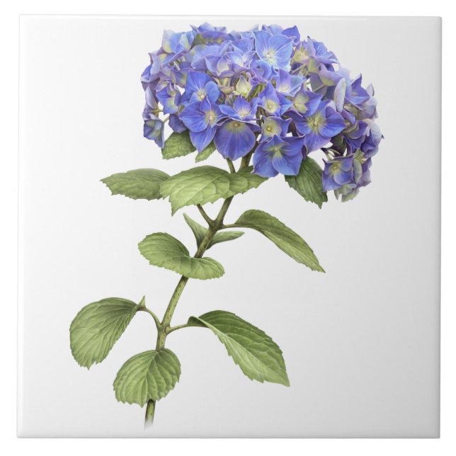 Azulejo Blue Hydrangea Flor Arte Botánico (Frente)