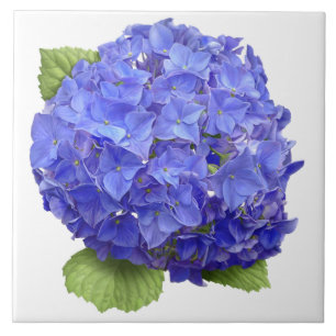 Azulejo Blue Hydrangea Flor Arte Botánico