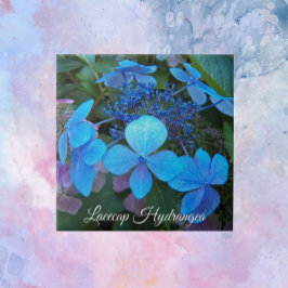 Azulejo Blue Lacecap Hydrangea Floral