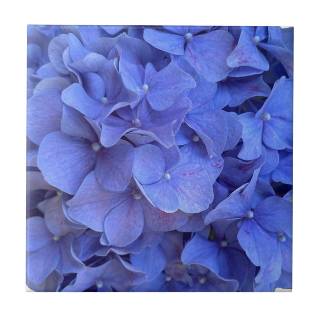 Azulejo Blue periwinkle elegantes hortensias florales (Frente)