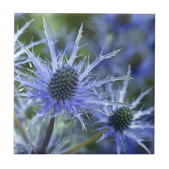 Azulejo Blue Sea Holly Thistle (Frente)