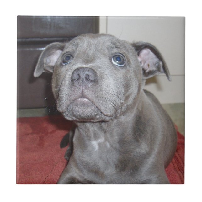 Azulejo Blue Staffordshire Bull Terrier Puppy, (Frente)