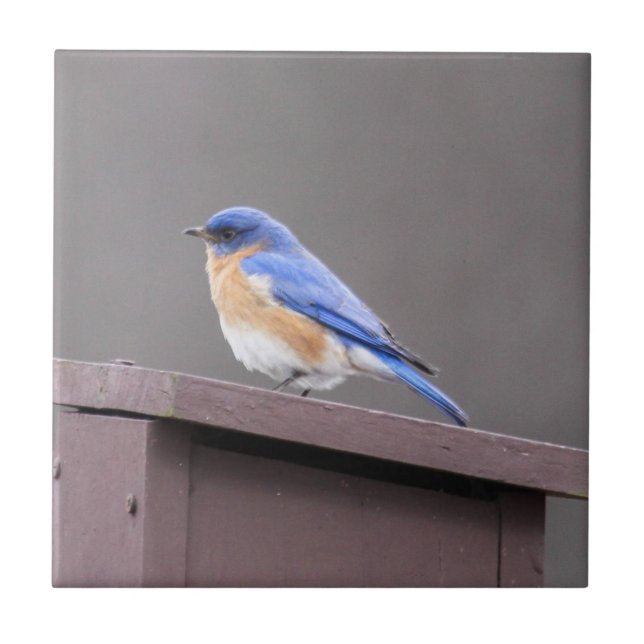 Azulejo Bluebird del este (Frente)