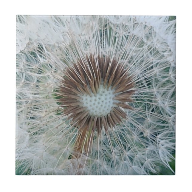 Azulejo Bonito Dandelion blanco (Frente)