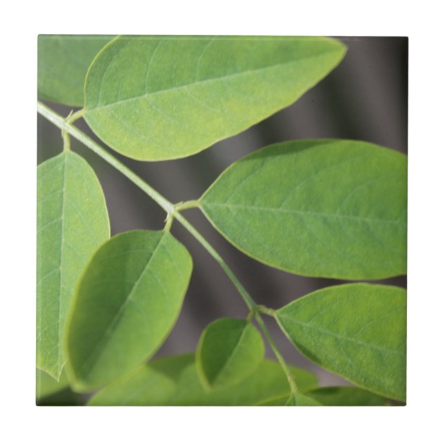 Azulejo Bonito hojas de árbol de ceniza verde fresco de ve (Frente)