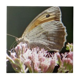 Azulejo Bonito mariposa grande