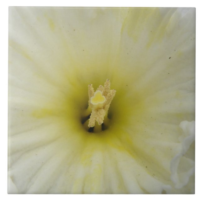 Azulejo Bonito Pale Daffodil Tile (Frente)