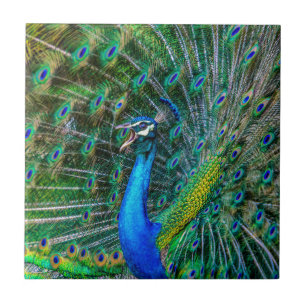 Azulejo Bonito pavo real con sus plumas de cola abiertas