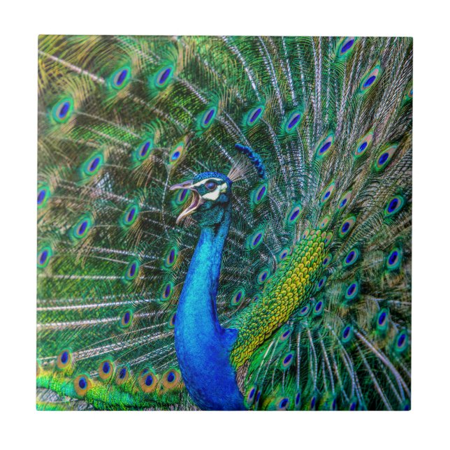 Azulejo Bonito pavo real con sus plumas de cola abiertas (Frente)