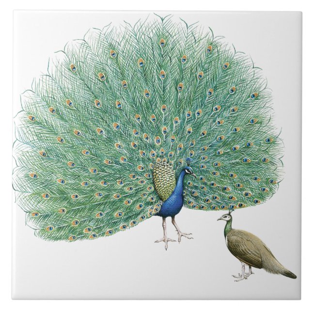 Azulejo Bonito Peacock (Frente)
