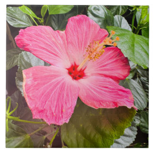 Azulejo Bonito Rosa Hibiscus